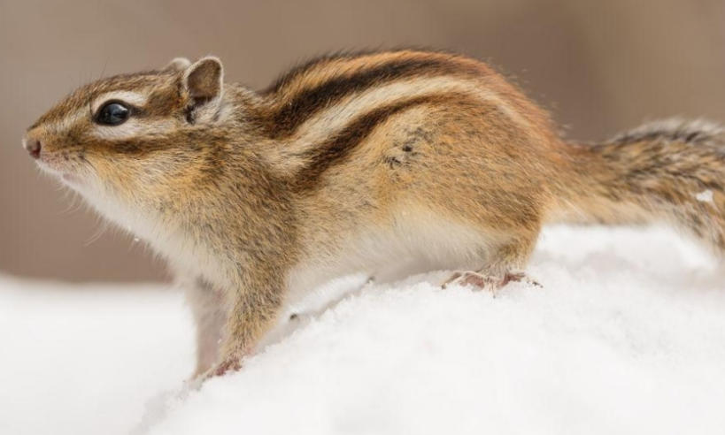 吉林启瑞生物科技有限公司轮播图1
